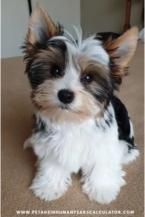 Biewer Terrier