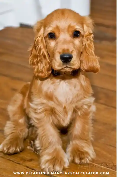 english cocker spaniel puppies