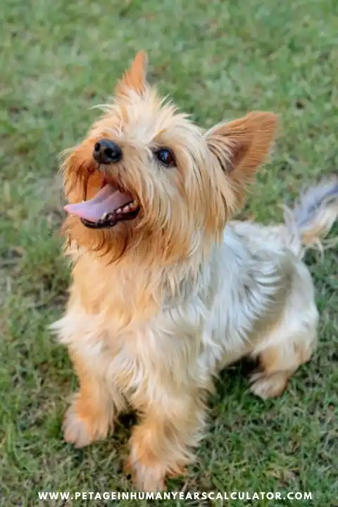Silky Terrier