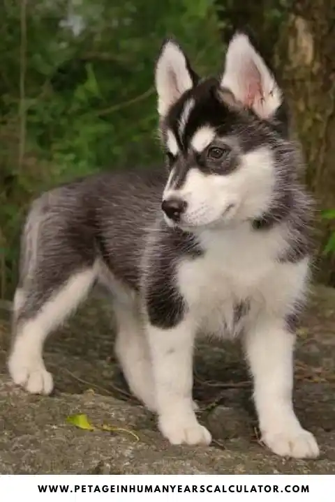 Alaskan Klee Kai