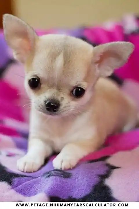Chihuahua dog