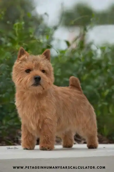 norwich terrier puppies