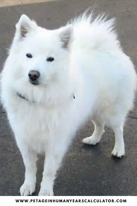 American Eskimo Dog