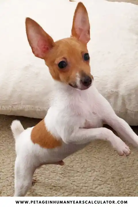 Toy Fox Terrier dog