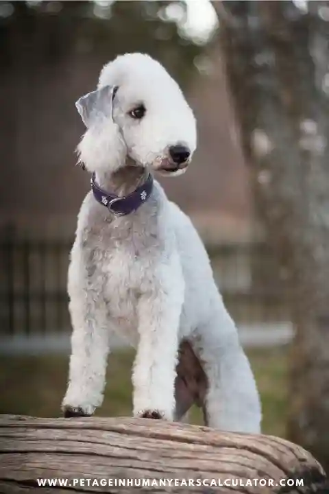 Bedlington Terrier