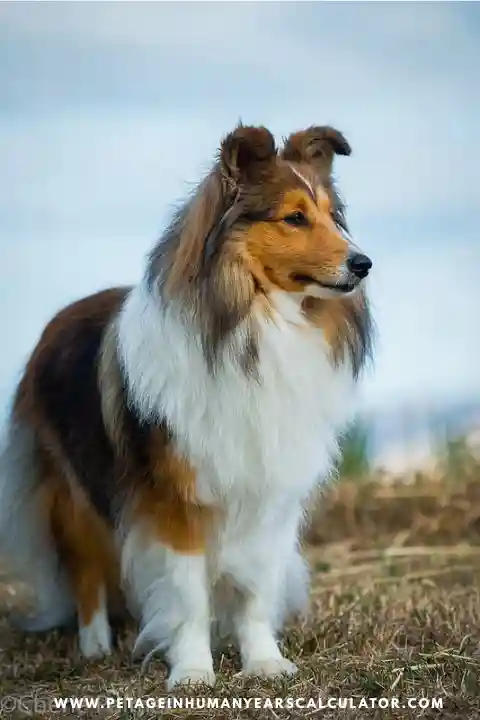 shetland sheepdog personality