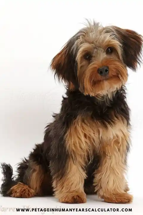 yorkipoo puppy
