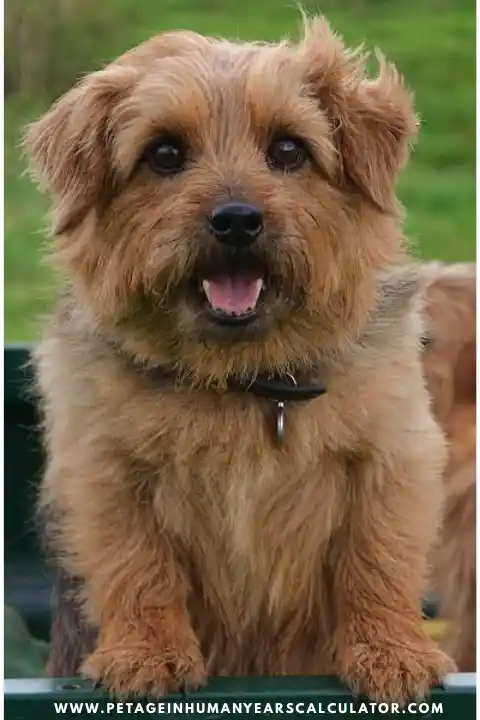 Norfolk Terrier