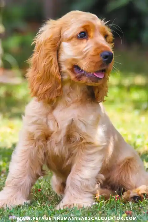 Medium Sized Dogs Cocker Spaniel age calculator 