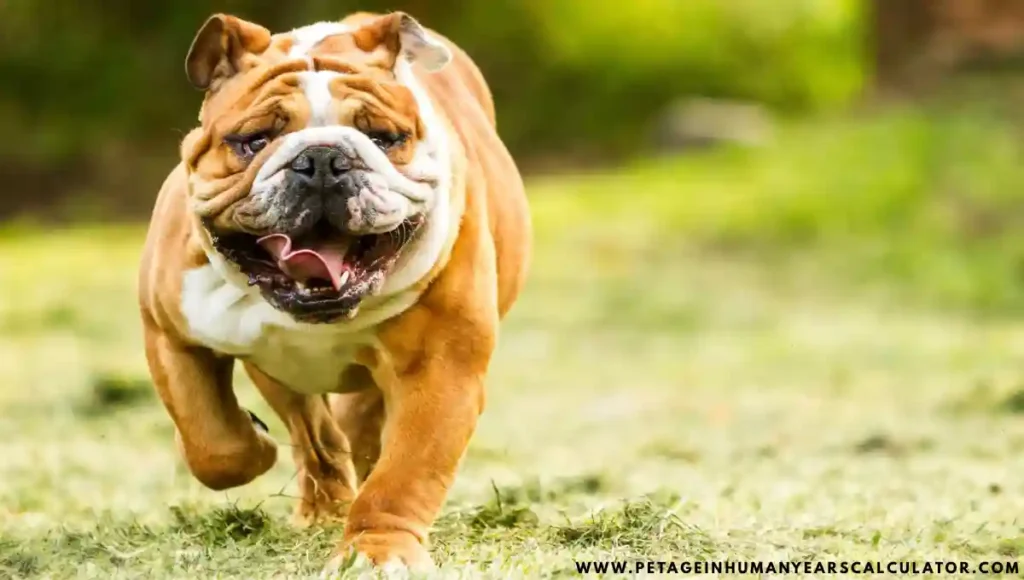 Bulldog Hd running image 