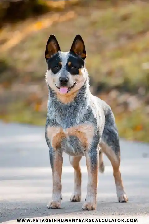 Australian Cattle Dog facts