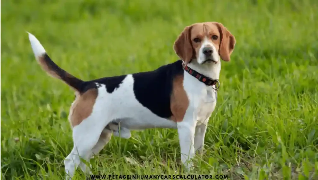 Beagle Dog facts 