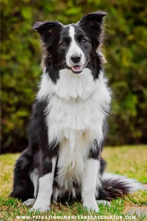 Border Collie Dog facts