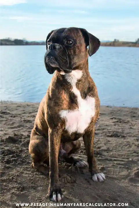 Boxer Dog fact and age calculator 