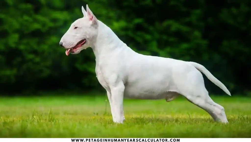 Bull Terrier Dog age calculator 