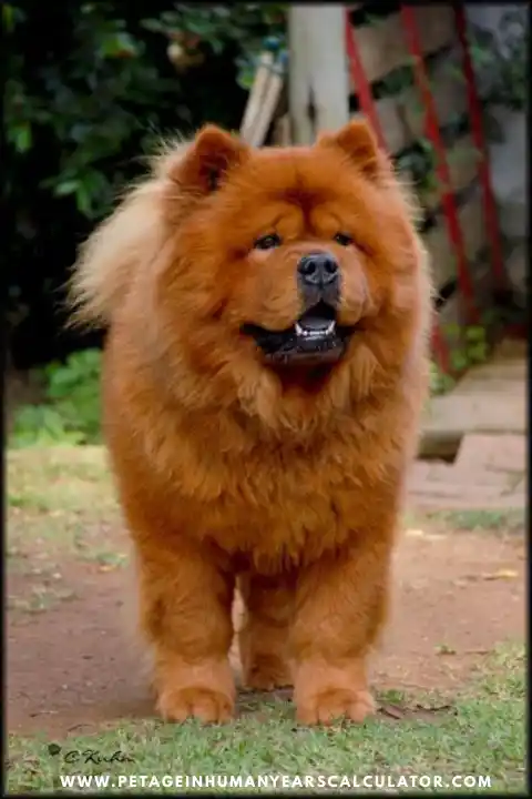Chow Chow Dog facts 