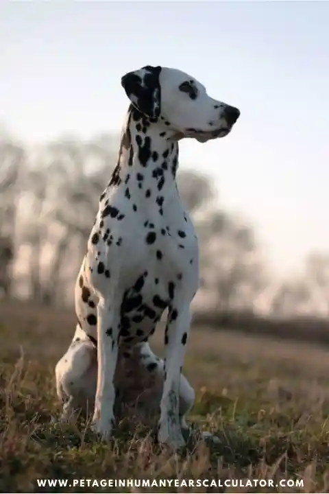 Dalmatian Dog age calculator 