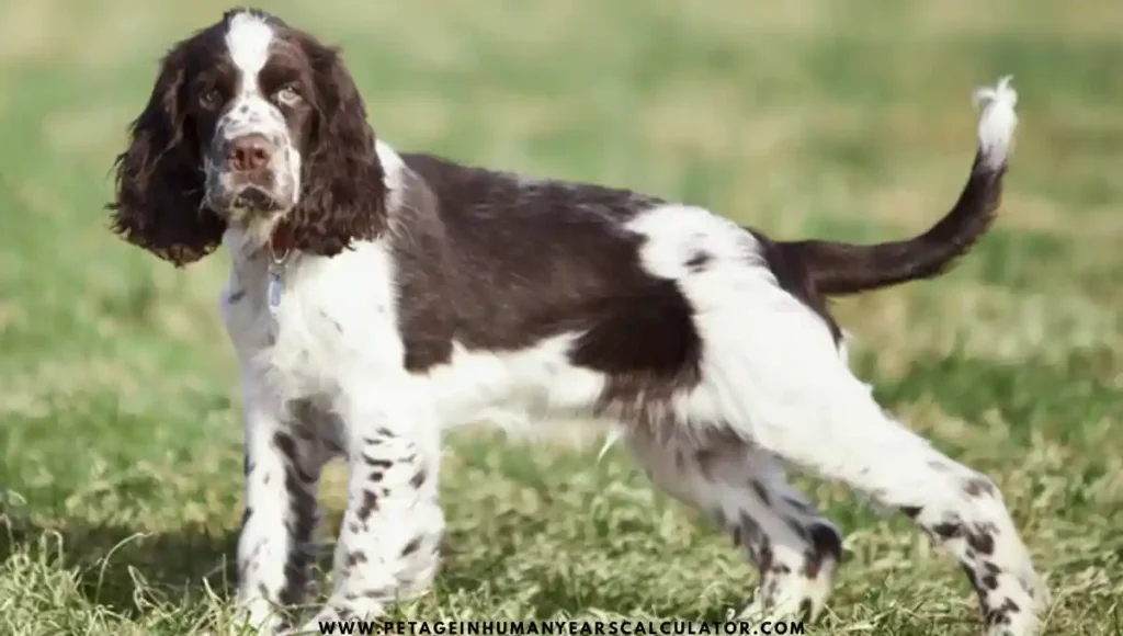 English Springer Spaniel Dog facts and details 