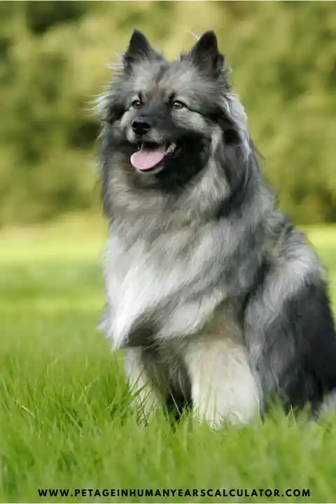 Keeshond Dog  