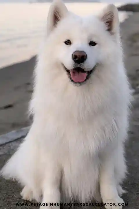 Samoyed Dog facts and details 