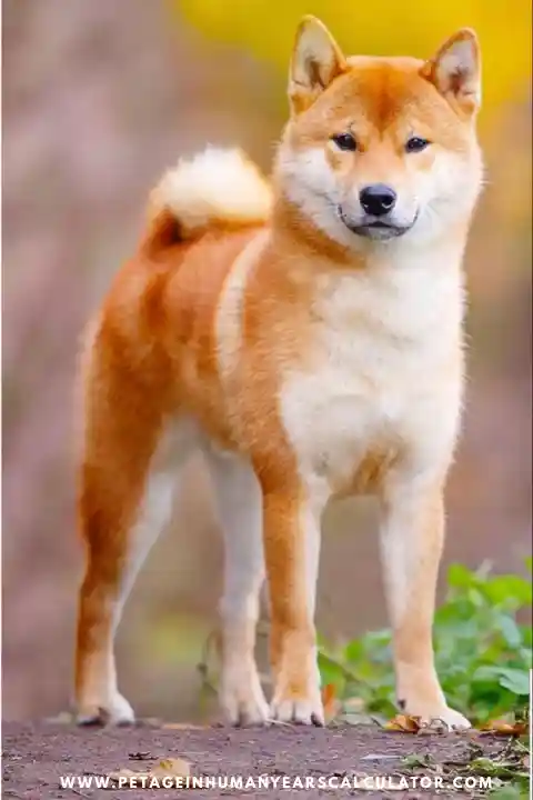 Shiba Inu Dog facts and details 