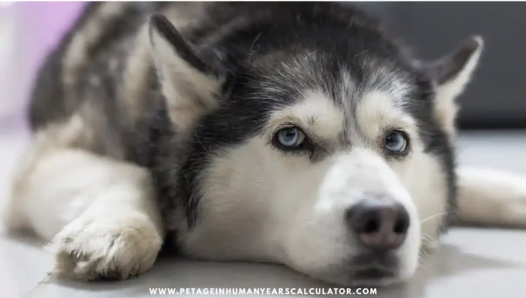Siberian Husky Dog image with details 