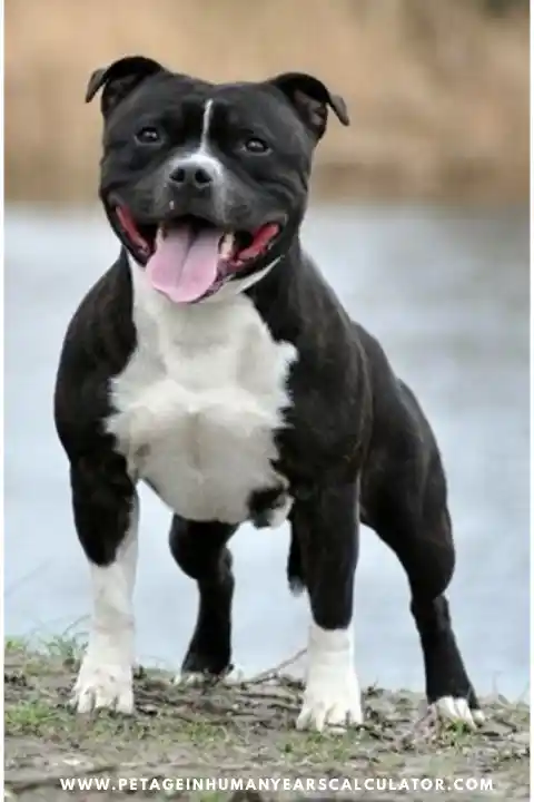 Staffordshire Bull Terrier Dog