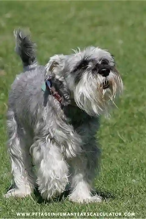 Standard Schnauzer Dog