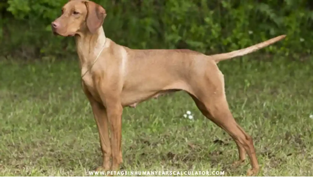 Vizsla Dog facts 