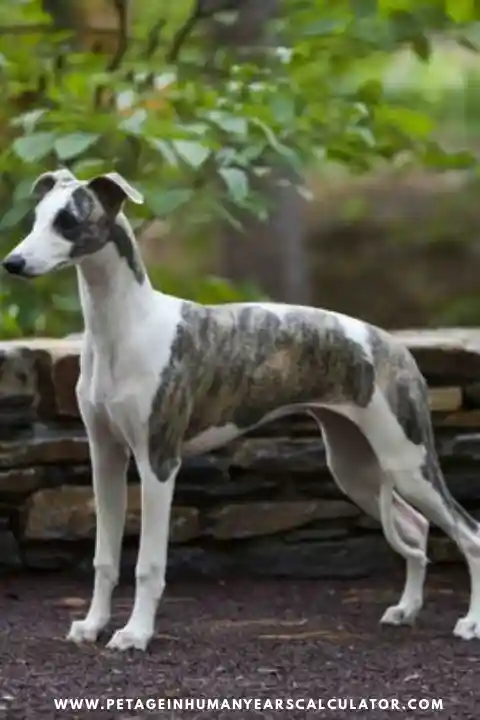 Whippet Dog