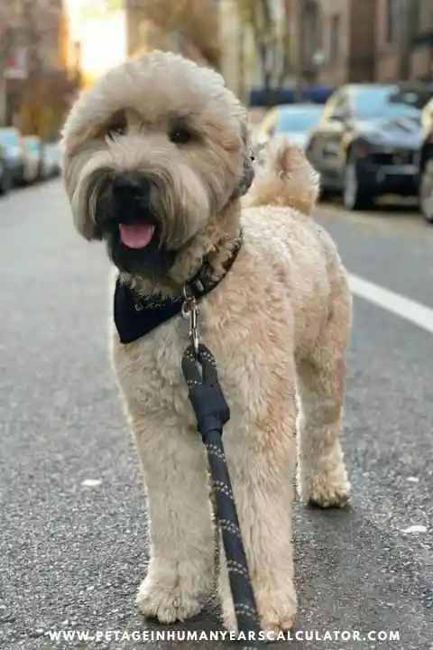 Soft Coated Wheaten Terrier