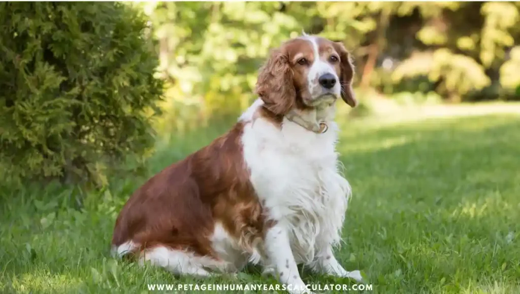 Welsh Springer Spaniel Dog