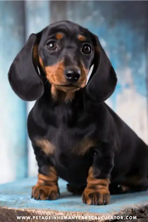 dachshund puppy