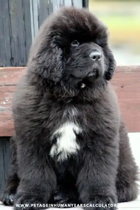 Newfoundland Giant Dog