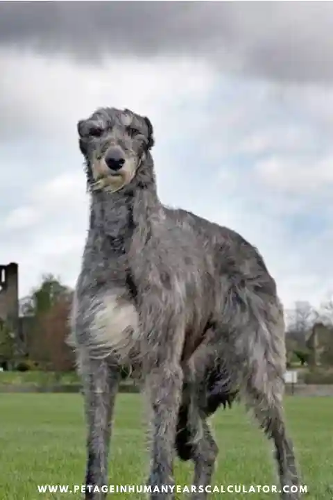 Scottish Deerhound Dog