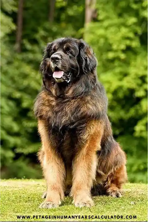 Leonberger Dog