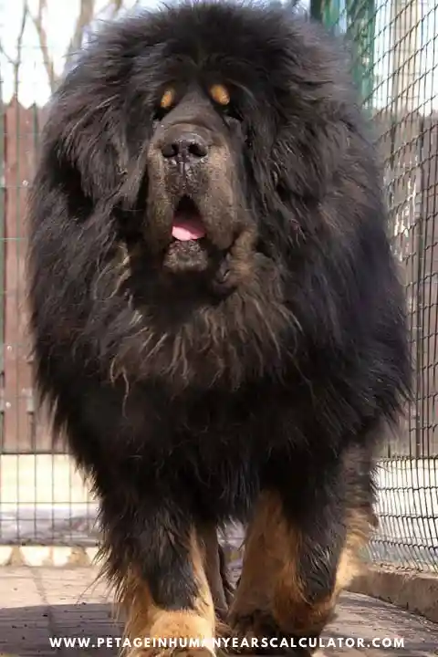 Specialties Tibetan Mastiff Dog