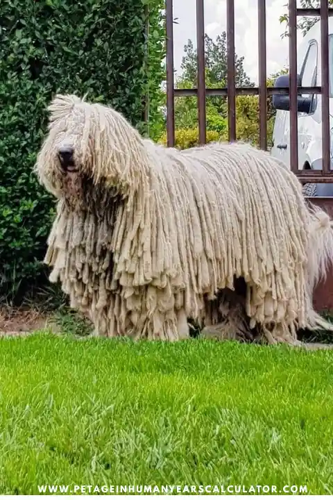 Kuvasz Giant dog