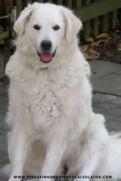 Kuvasz Giant dog