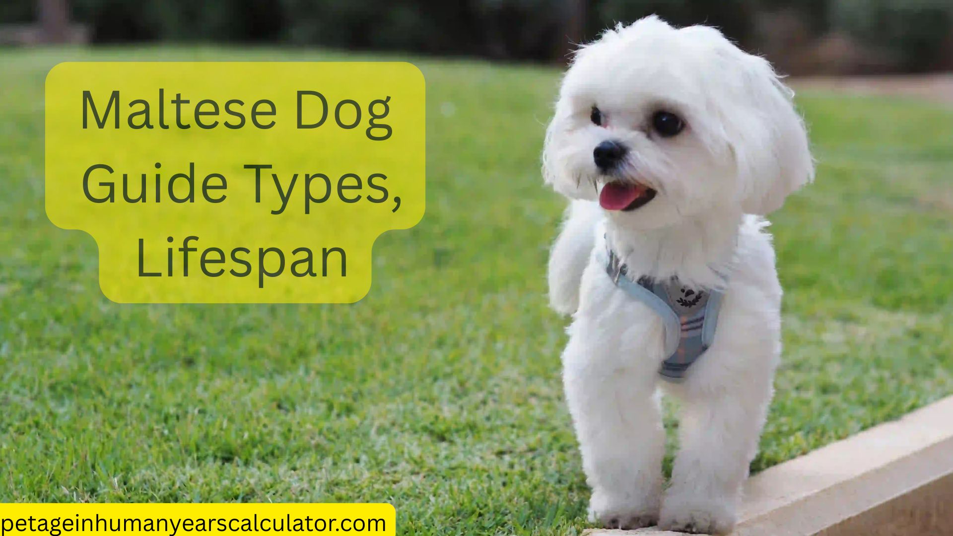 Maltese Dog Guide: Types, Lifespan, Price & Care