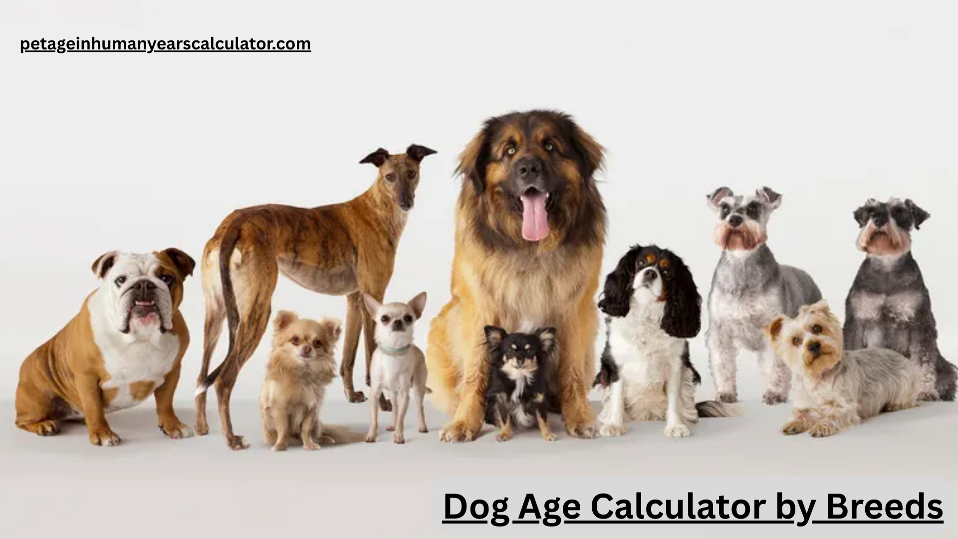 How Old Is My Dog in Human Years? Dog age calculator by Breed & Size