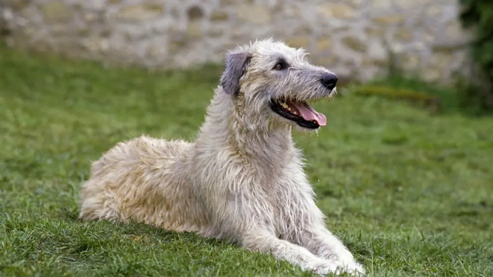 Irish Wolfhound dog age calculator