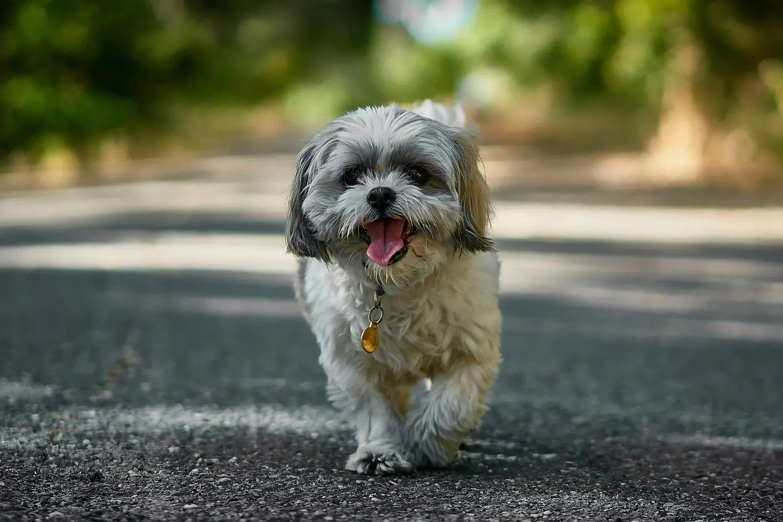 Shih Tzu Dog Breed Guide: Personality, Care, Mixes & Tips