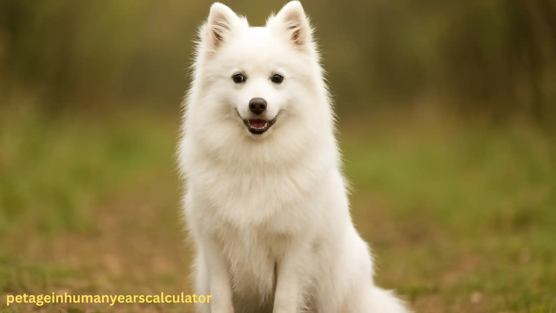 The American Eskimo Dog – A Fluffy, Smart, and Loyal Companion