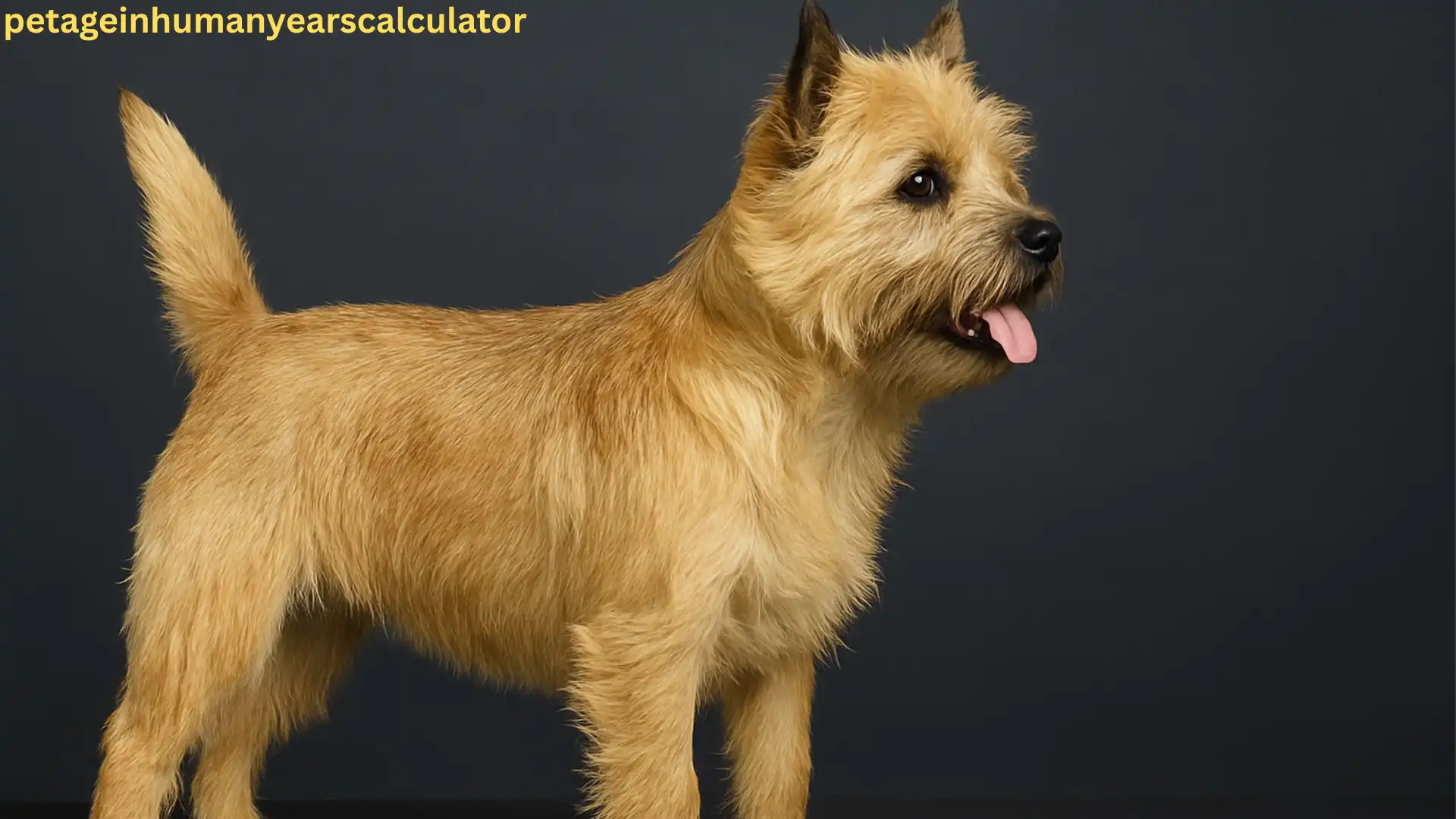 Cairn Terrier Dog Uncovered: Lifespan, Appearance    Energy Level & Exercise, Every Dog Lover Must Know
