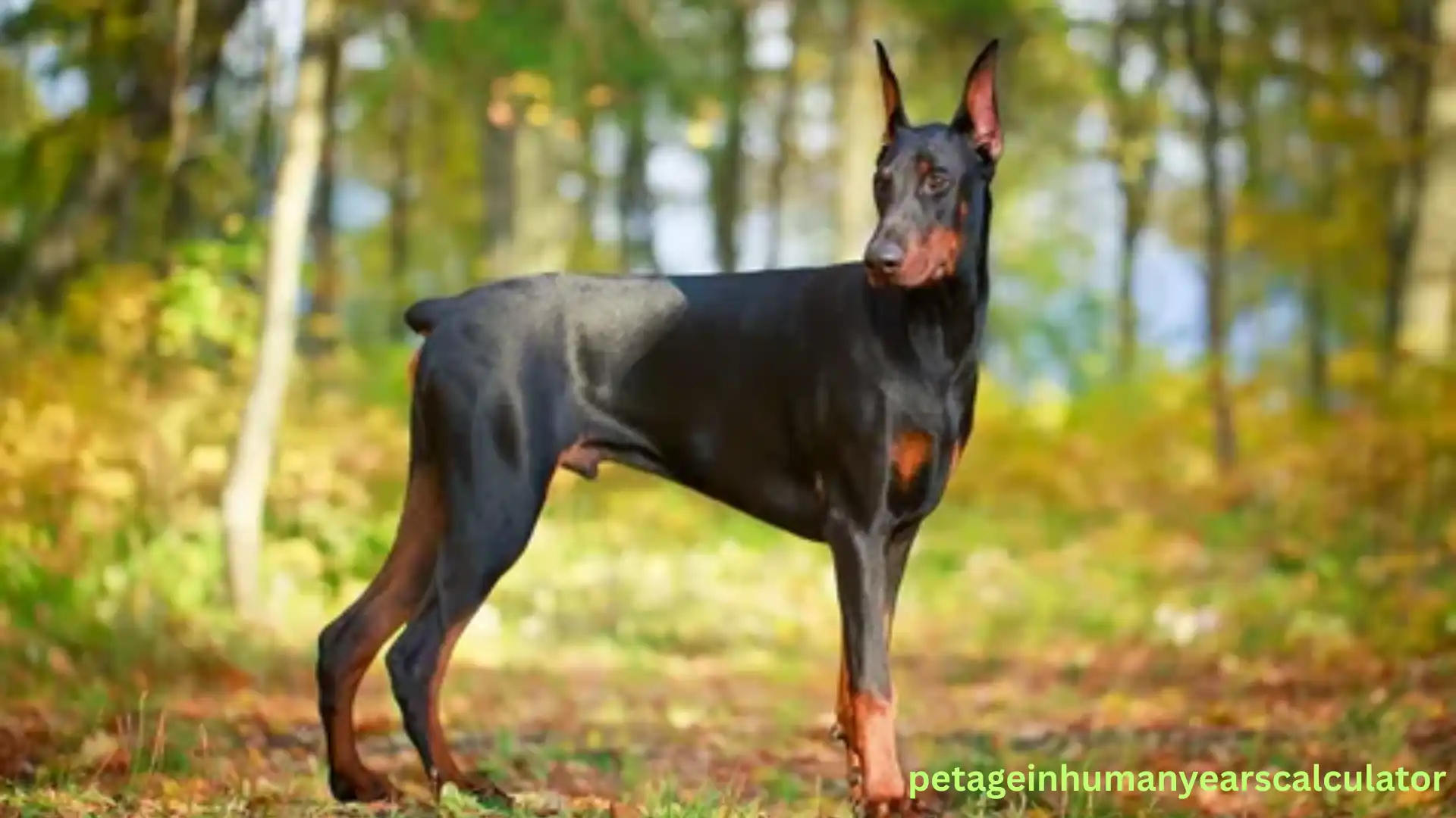 Doberman Pinscher