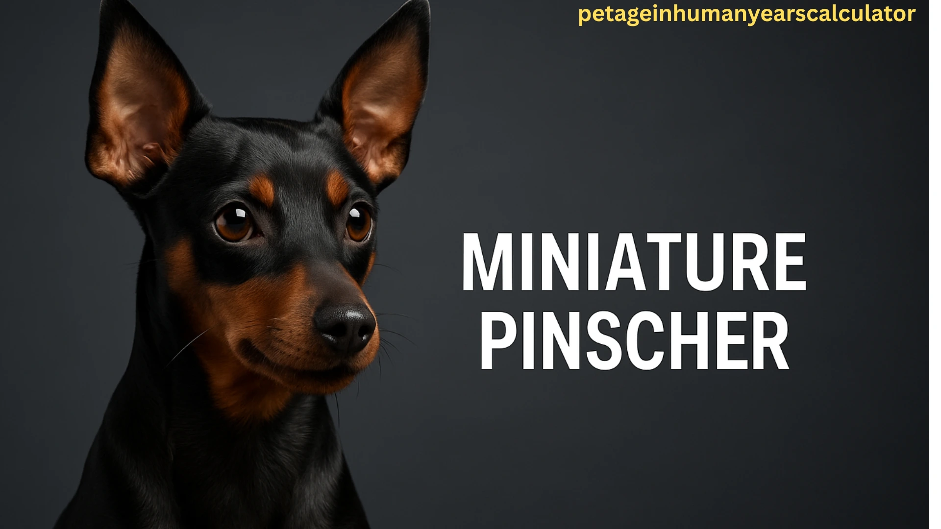 Miniature Pinscher Dog Breed – Health Concerns, Physical Characteristics and Personality
