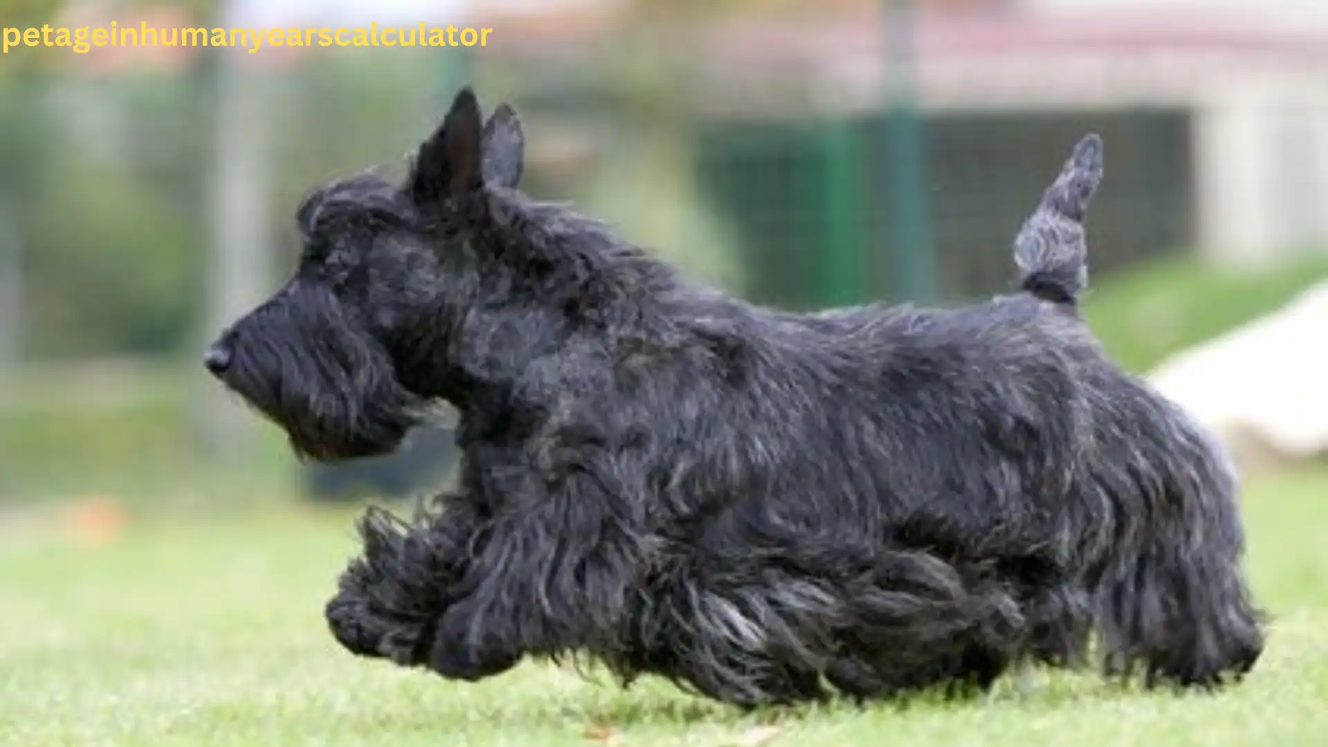 Scottish Terrier