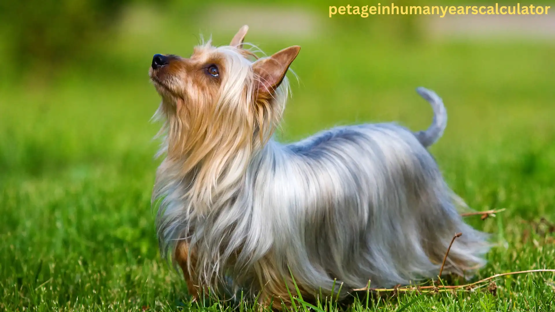 Silky Terrier – The Glamorous Little Terrier with a Big Personality