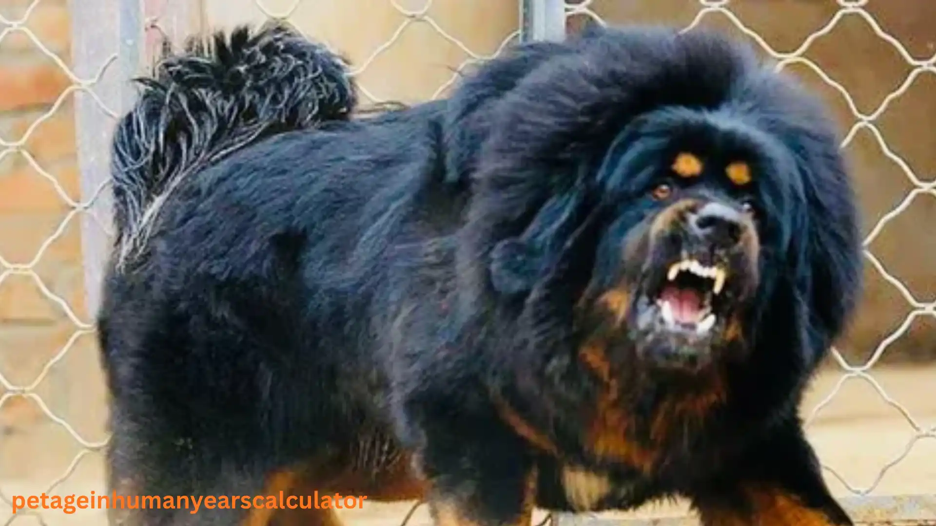Tibetan Mastiff – The Majestic Lion of the Himalayas, Guardian of Mountains and Keeper of Ancient Legends